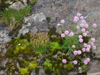 Moos und Grasnelken auf Felsen_Insel Viðoy